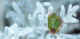 Jakie tanie auto 4×4? Jakie tanie auto 4x4?