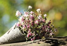 Ile kosztuje Gipsówka?