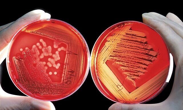 Co zamiast kleju cukrowego?