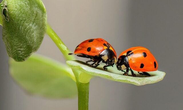 Czy w Biedronce kupię świeczki na tort?