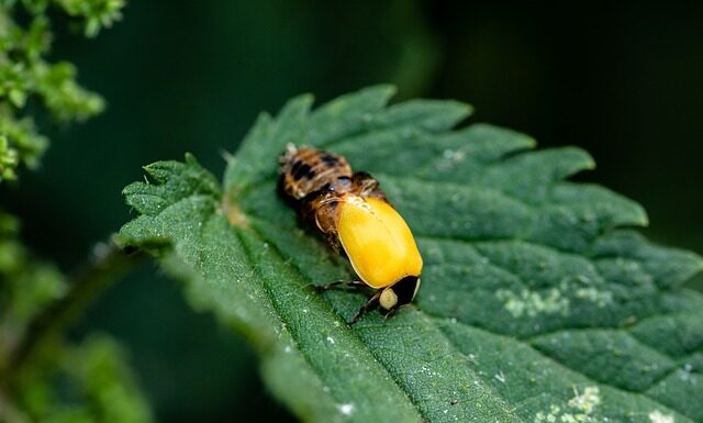 Jak się robi lalkę Waldorfską?