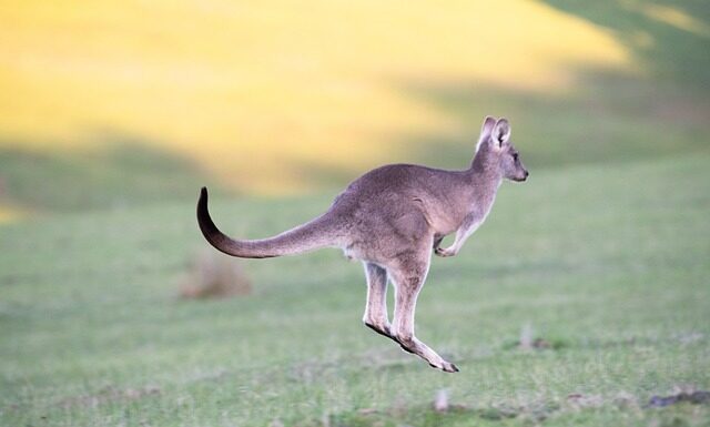Na co jest dobre skakanie na trampolinie?