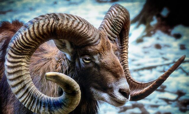 Jakie rogi do roweru?