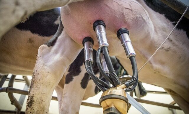 Ile kubków herbaty dziennie?