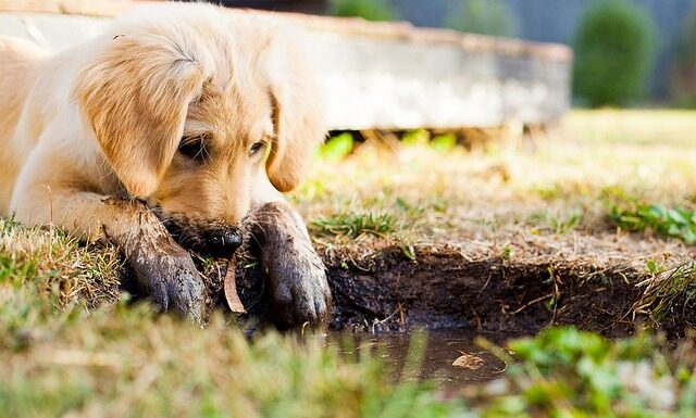 Jak nauczyć szczeniaka chodzić na smyczy?
