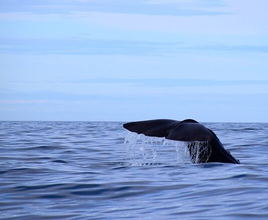 Jaką grubość Śpiworka?