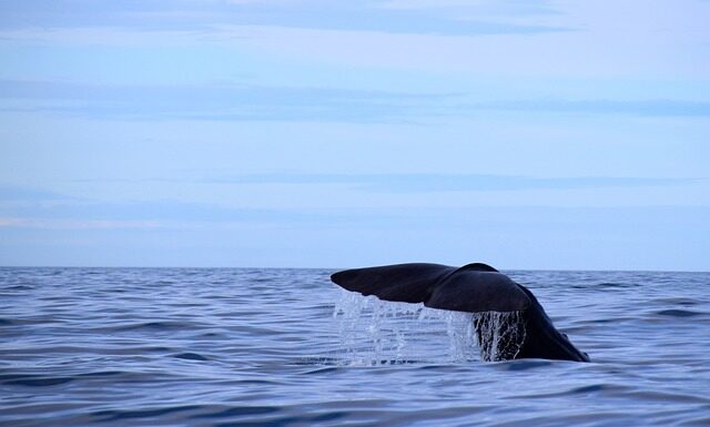 Jaką grubość Śpiworka?