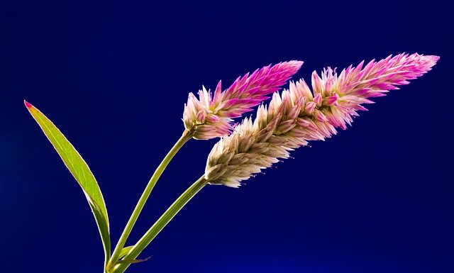 Jaki Grzebień dla noworodka?