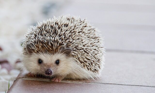 Czy można kupić kółka do walizki Wittchen?