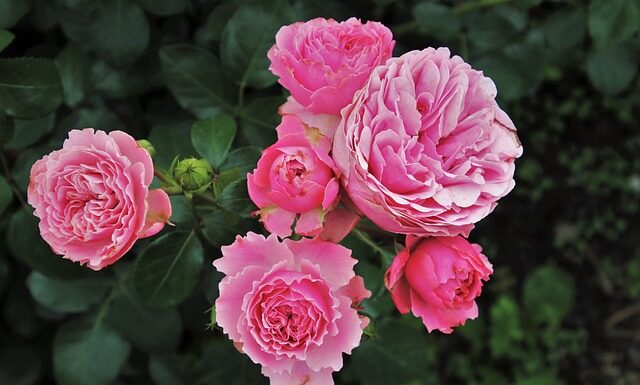 Czy Pink test jest wiarygodny?