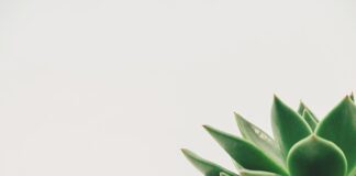 Jak zrobić dekoracje na tort komunijny? Jak zrobić dekoracje na tort komunijny?