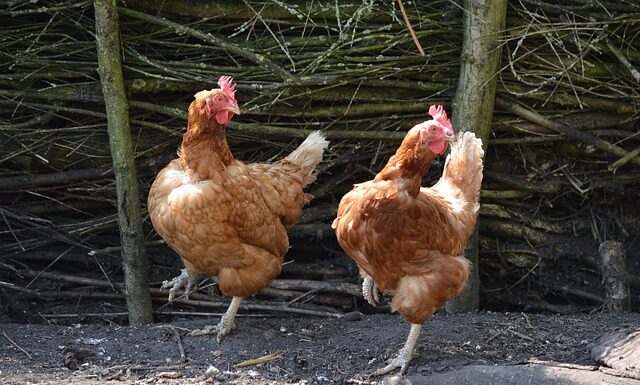 Jakie są typy torebek?