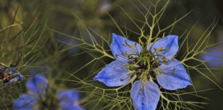 Dlaczego zielonej herbaty nie zalewa się wrzątkiem? Dlaczego zielonej herbaty nie zalewa się wrzątkiem?