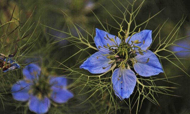 Dlaczego zielonej herbaty nie zalewa się wrzątkiem?