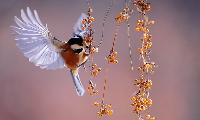 Jaki sprzęt do obserwacji nieba?