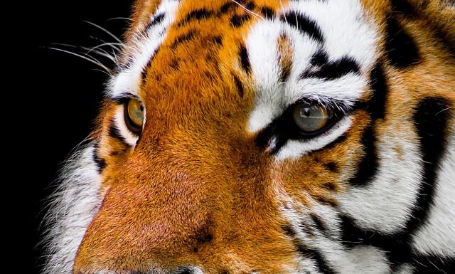 Jak zrobić nos do skrzata? Jak zrobić nos do skrzata?