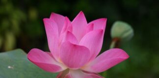 Jak jest po angielsku Oszczytko? Jak jest po angielsku Oszczytko?