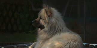 Jakie ceny trampoliny?