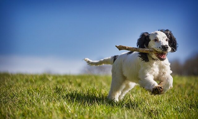 Jak nauczyć szczeniaka aportować? Jak nauczyć szczeniaka aportować?