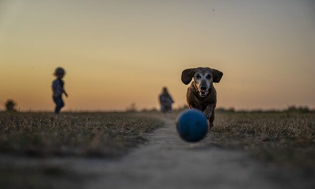 Czy aportowanie jest dobre? Czy aportowanie jest dobre?
