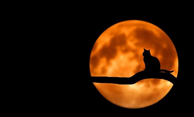 Czy czarna herbata jest zdrowa dla dzieci?