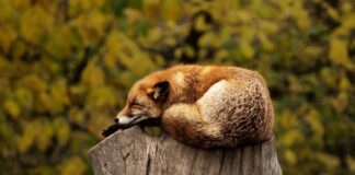 Czy spanie z termoforem jest zdrowe? Czy spanie z termoforem jest zdrowe?