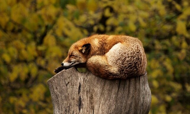 Czy spanie z termoforem jest zdrowe? Czy spanie z termoforem jest zdrowe?