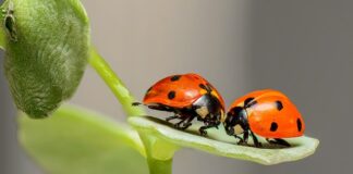 Czy w Biedronce można kupić tort? Czy w Biedronce można kupić tort?