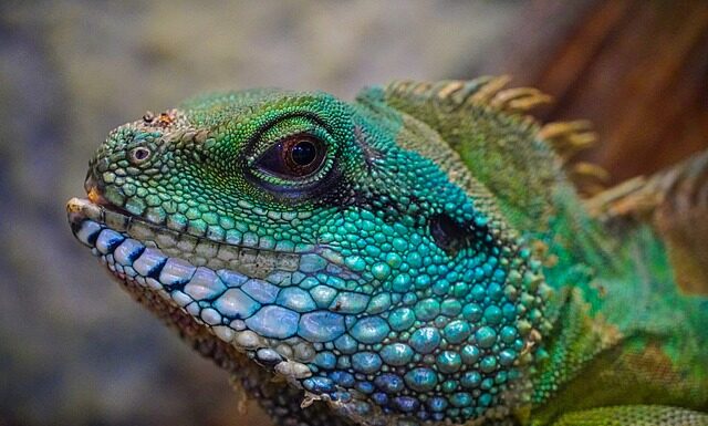 Czym różni się łupież od wszy?