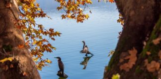 Jaka cena alby? Jaka cena alby?